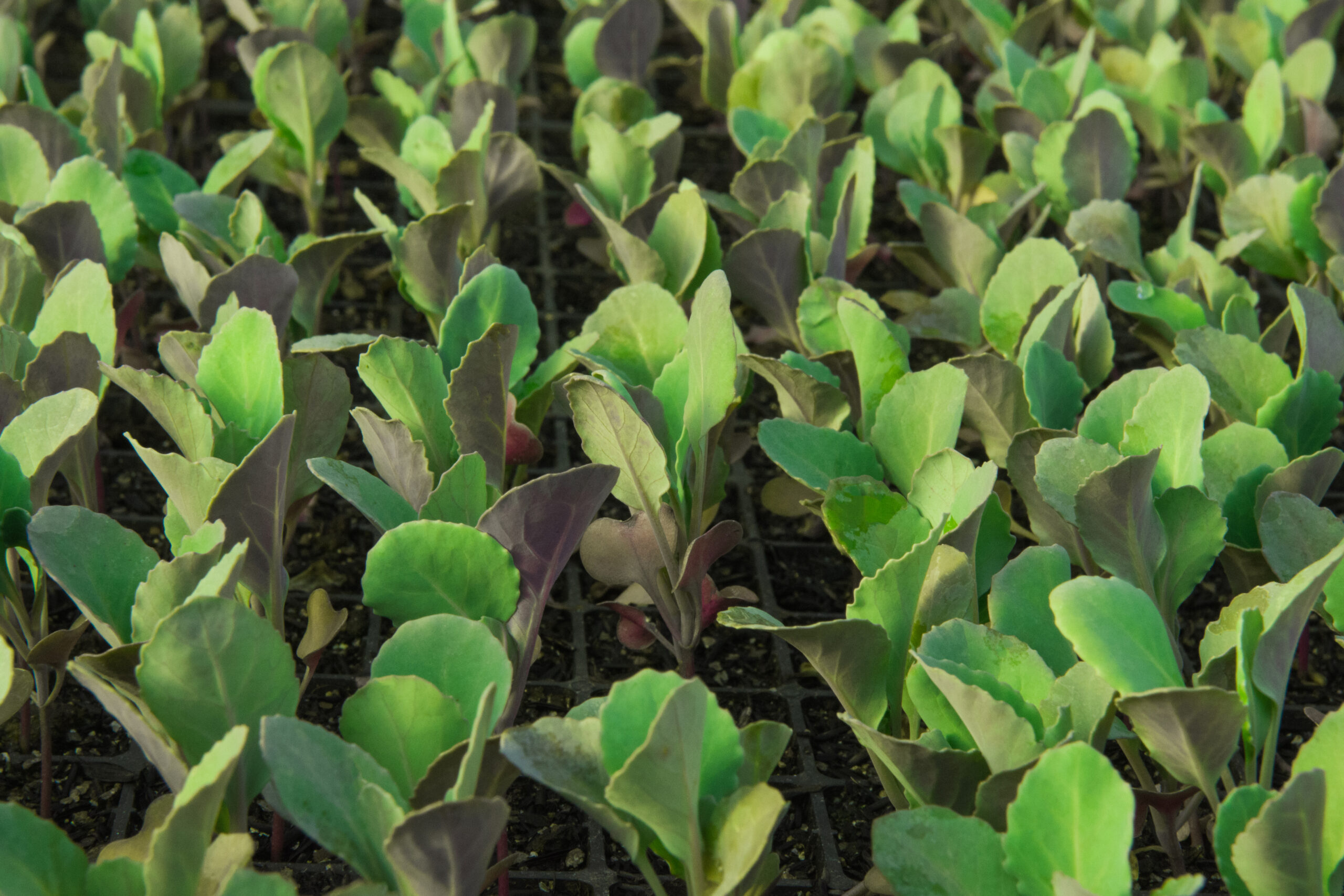 Como Identificar e Tratar Pragas Comuns no Repolho Coração de Boi