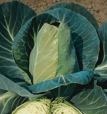 Repolho Coração de Boi em Vasos: Guia para Cultivo em Pequenos Espaços