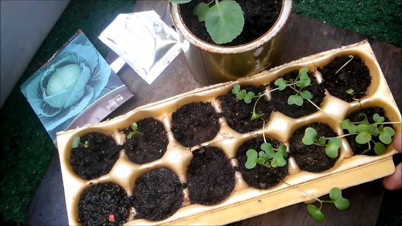 Guia Completo de Adubação para Repolho Coração de Boi