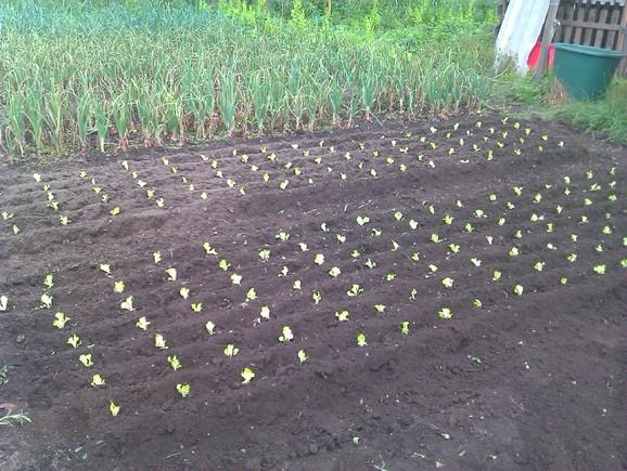 Plantio de Repolho em Vasos: Guia para Pequenos Espaços