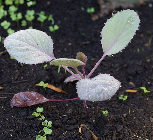 5 Erros Comuns ao Plantar Repolho Roxo e Como Evitá-los