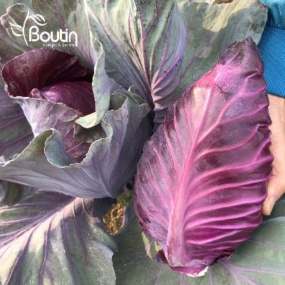 Guia Completo: Preparo do Solo para o Plantio de Repolho Roxo