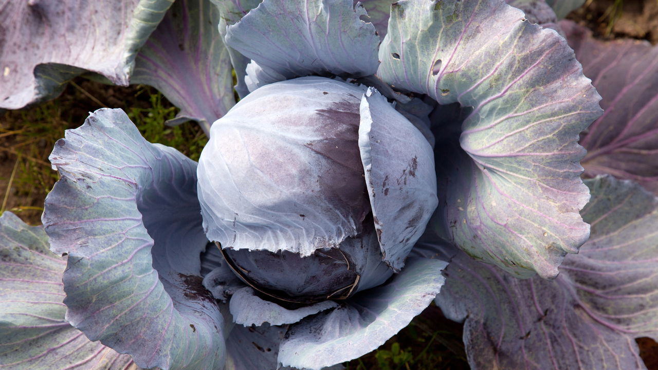 A Importância da Rega Correta para um Repolho Roxo Saudável