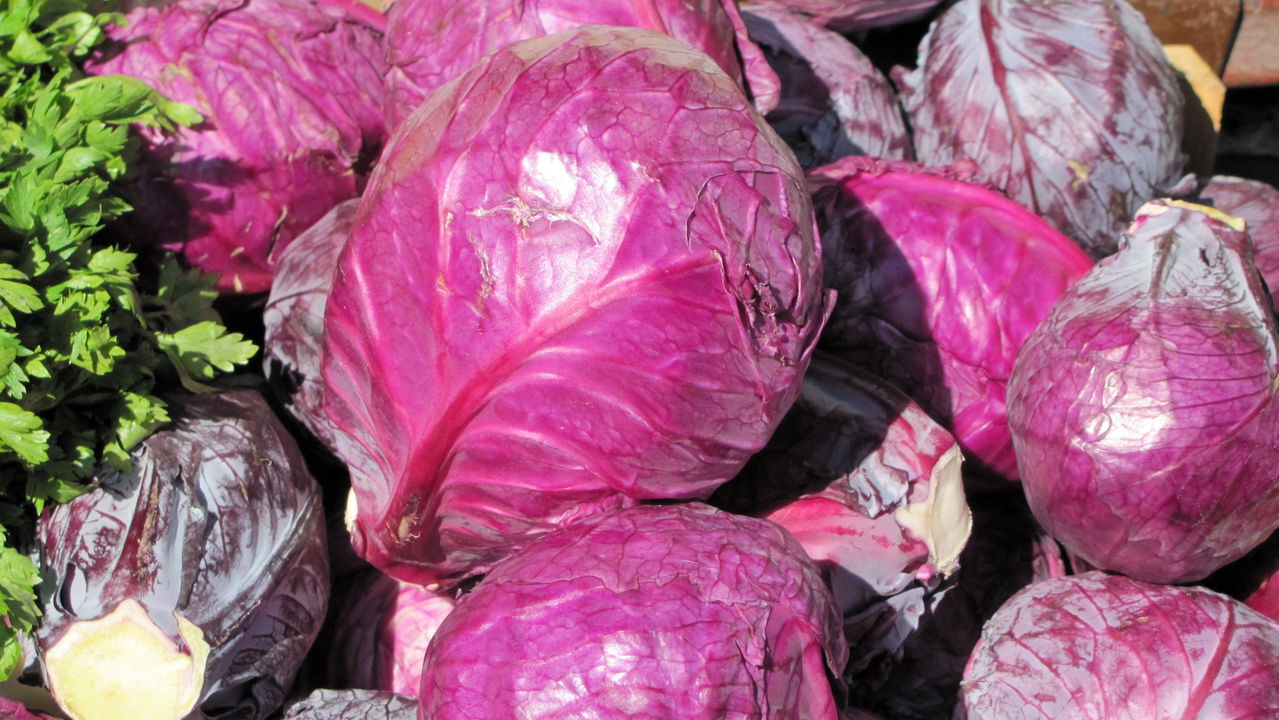 5 Erros Comuns ao Plantar Repolho Roxo e Como Evitá-los