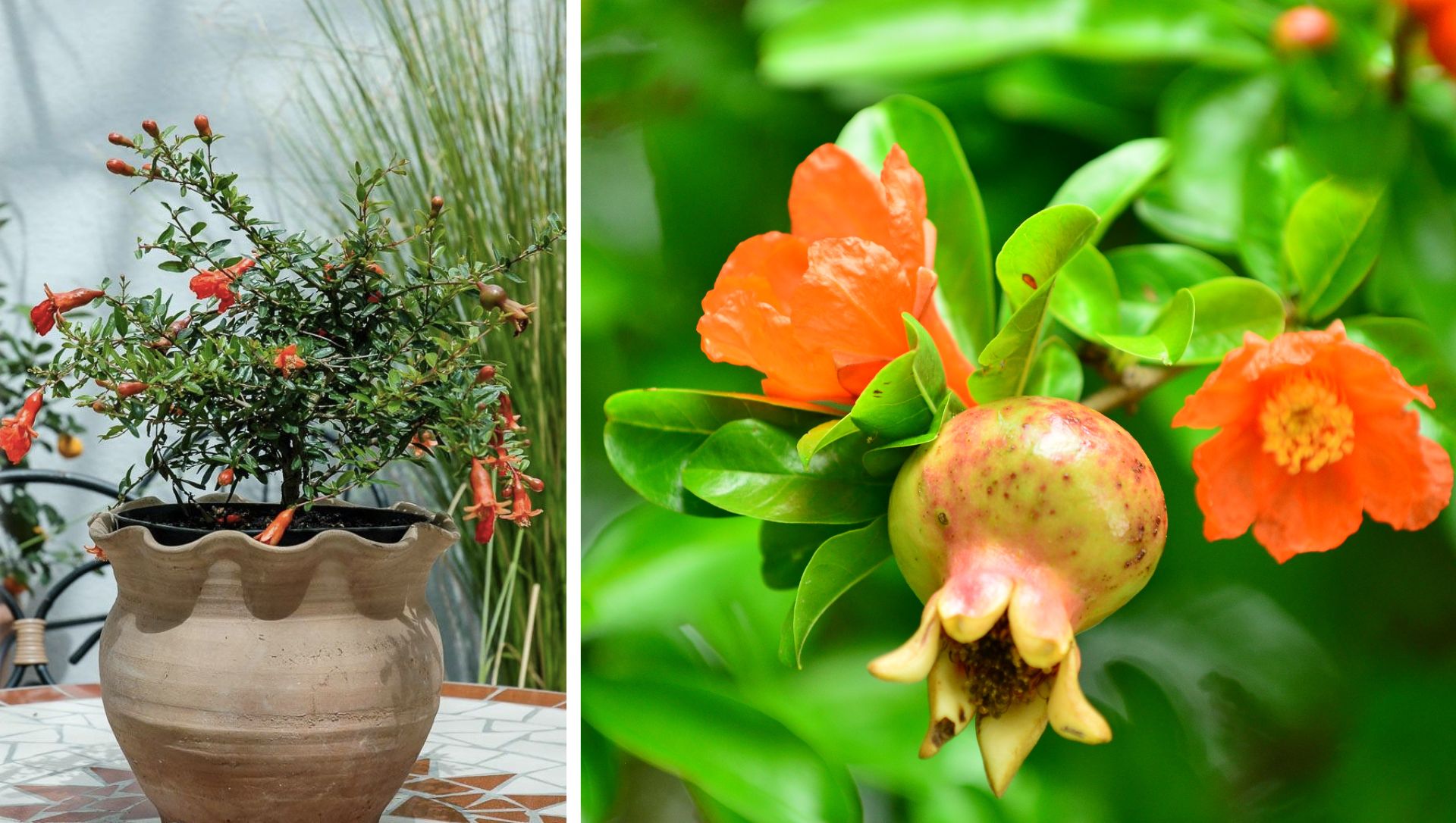 Como escolher o galho ideal para estaquia de romã