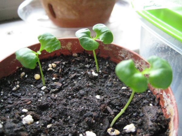 Poda da romãzeira: quando e como fazer