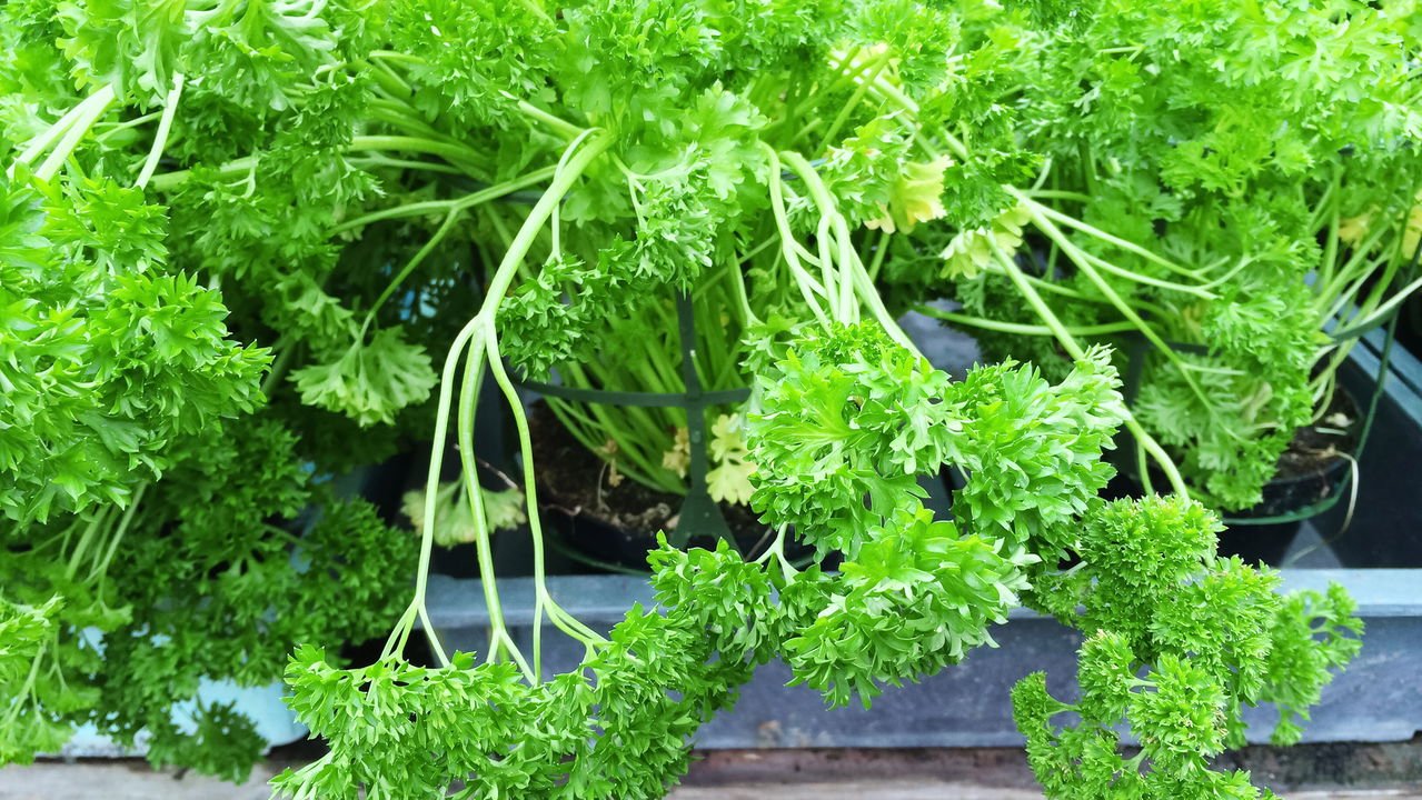 como plantar salsa lisa e crespa