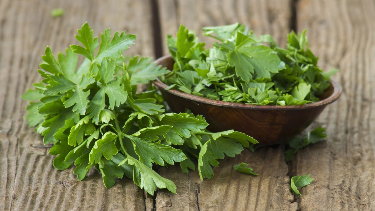 como plantar salsa para colher sempre