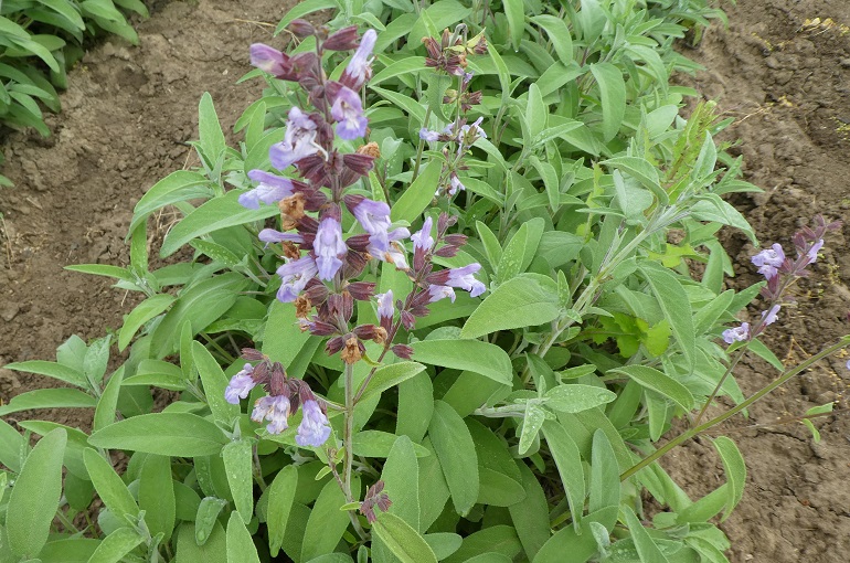 como plantar sálvia officinalis