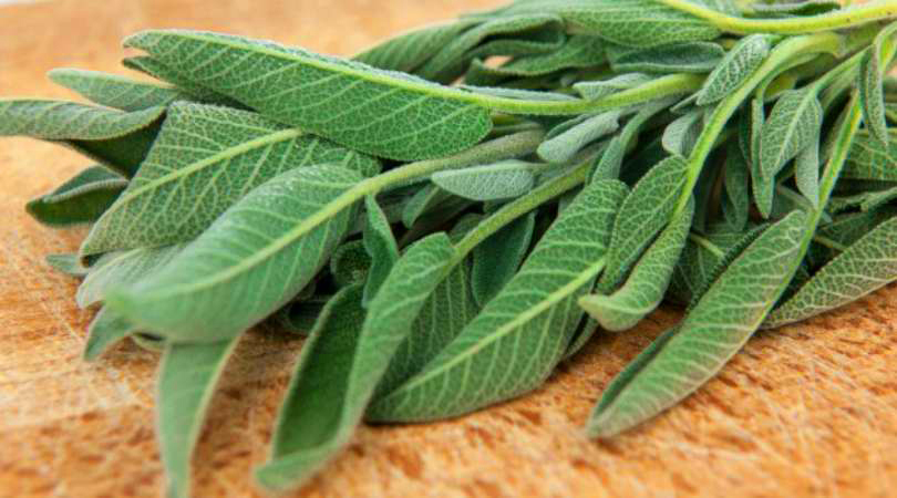 Os Benefícios da Sálvia: Mais do que uma Erva Aromática