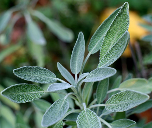 Problemas Comuns no Cultivo de Sálvia e Como Resolvê-los