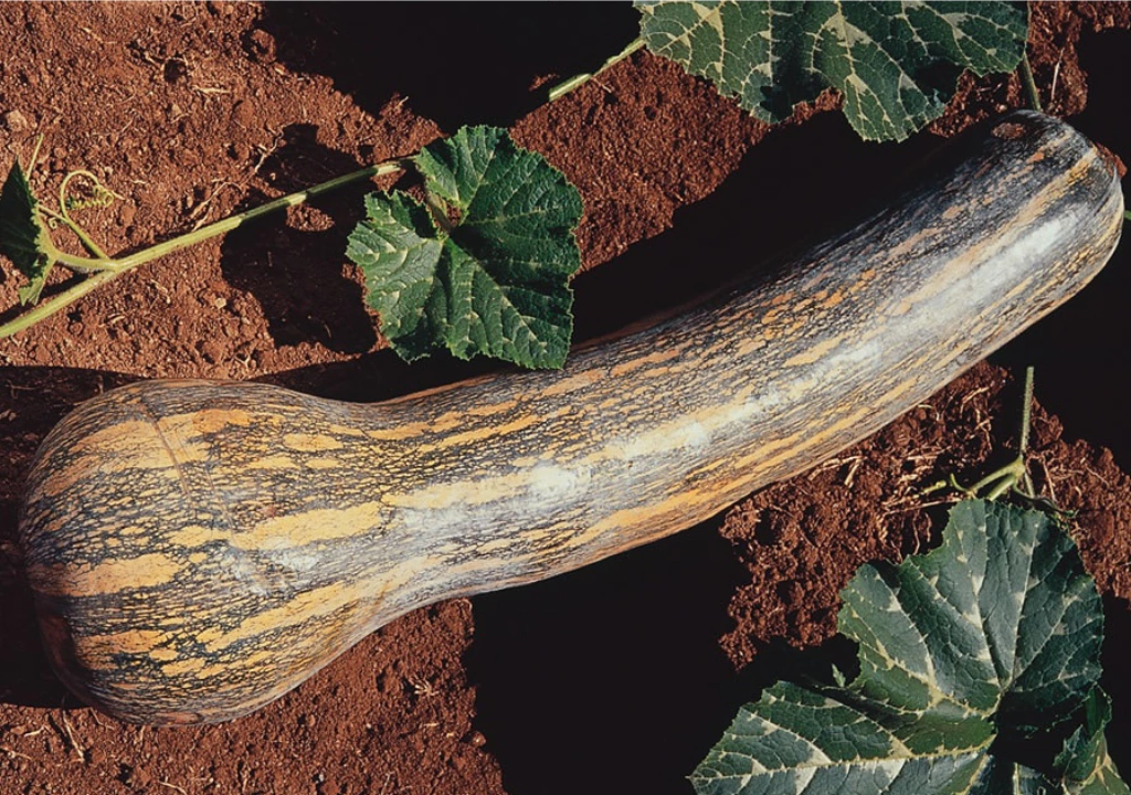 Abóbora em vasos: Dicas para um cultivo produtivo