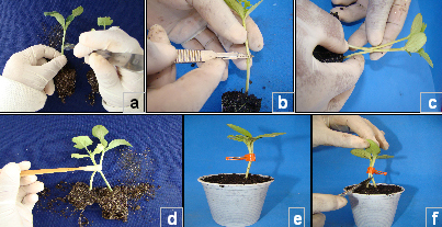 Solução de problemas comuns no cultivo de melancia