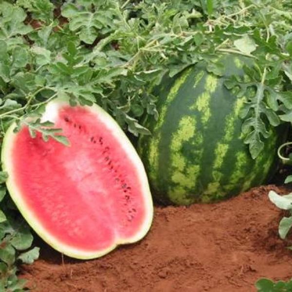 Como identificar o ponto certo de colheita da melancia