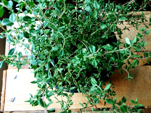 1. Guia Completo: Como Plantar Tomilho do Zero (Sementes