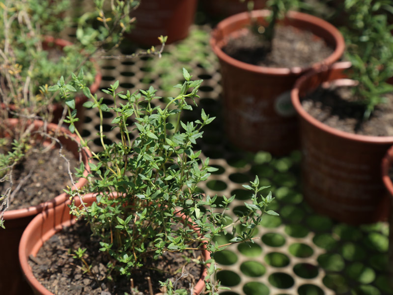 Mudas e Touceiras)
2. Os Segredos do Solo Perfeito para o Cultivo de Tomilho Saudável
3. Tomilho em Vaso: Dicas Essenciais para o Cultivo em Ambientes Internos
4. Poda e Colheita do Tomilho: Maximizando a Produtividade da Sua Erva
5. Resolvendo Problemas Comuns no Cultivo de Tomilho: Rega