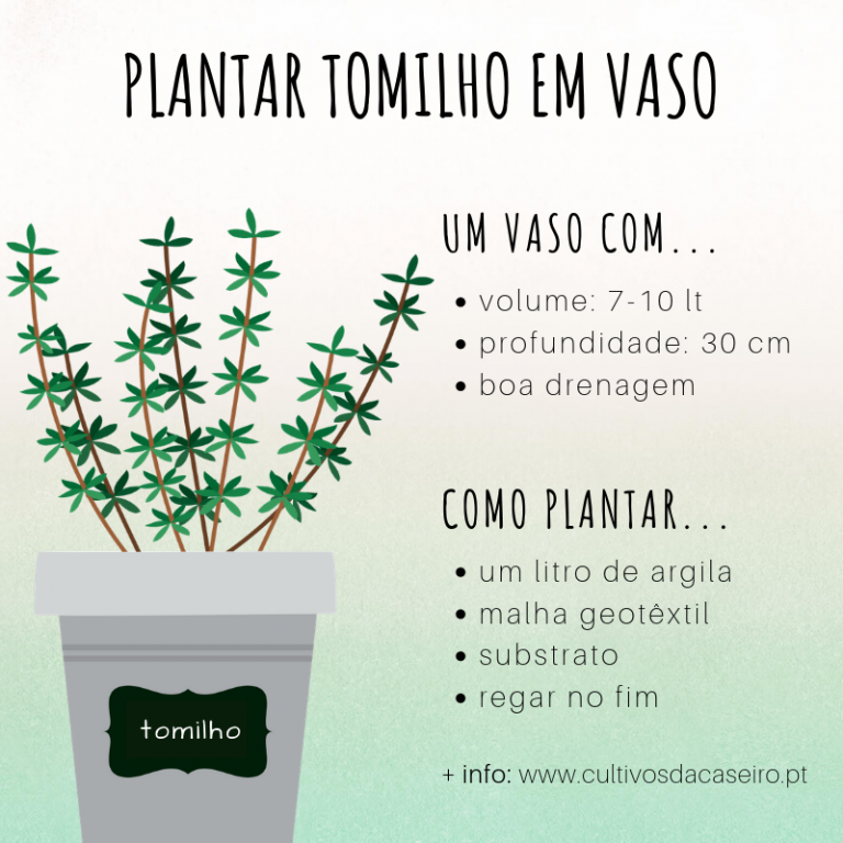 como plantar tomilho limão