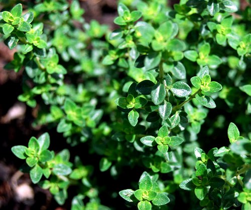 como plantar tomilho limão