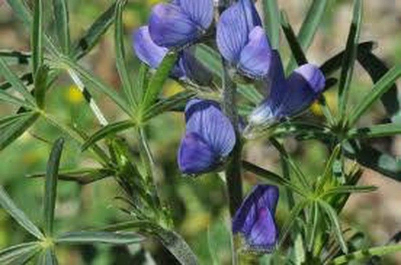 5 ideias de títulos:
1. Tremoço Azul: Guia Completo de Plantio e Cuidados
2. Adubação Verde com Tremoço Azul: Benefícios e Técnicas
3. Cultivo Ornamental de Tremoço Azul: Dicas para um Jardim Florido
4. Recuperação de Solos Pobres com Tremoço Azul: Um Aliado Natural
5. Tremoço Azul: Época de Plantio