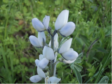 como plantar tremoço azul