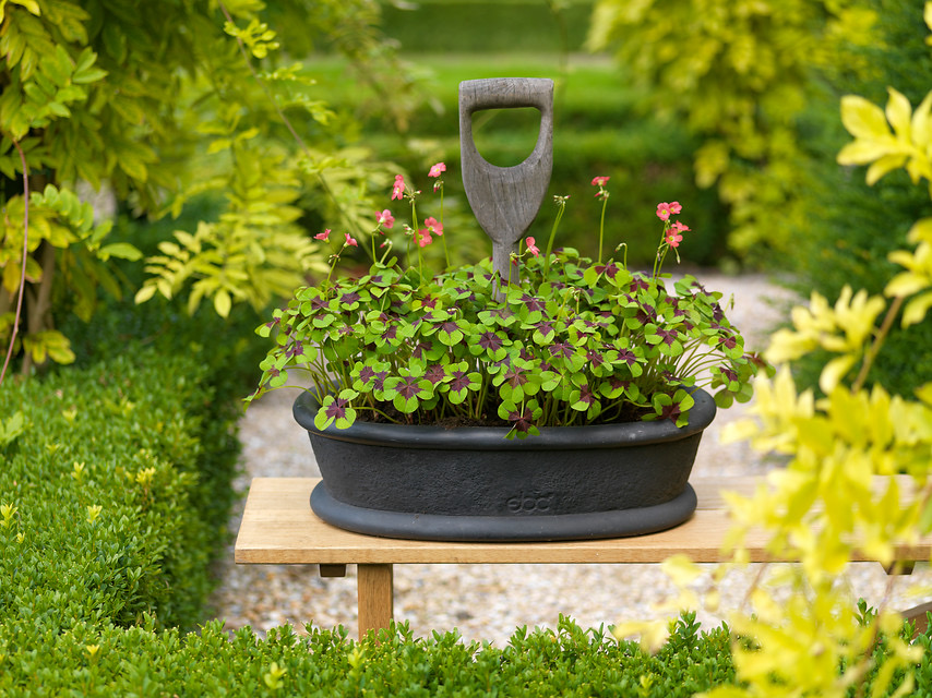 Guia Completo: Como Escolher o Vaso Ideal para o seu Trevo de Quatro Folhas