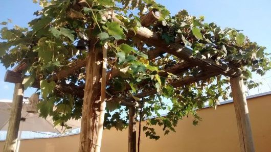 como plantar uva em pergolado no quintal