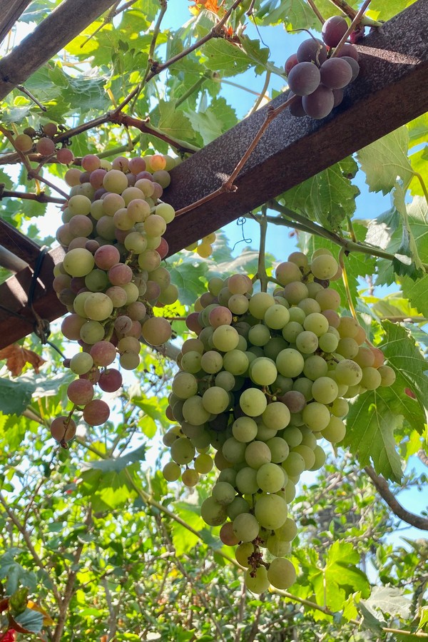 Tipos de Pergolados para Uvas