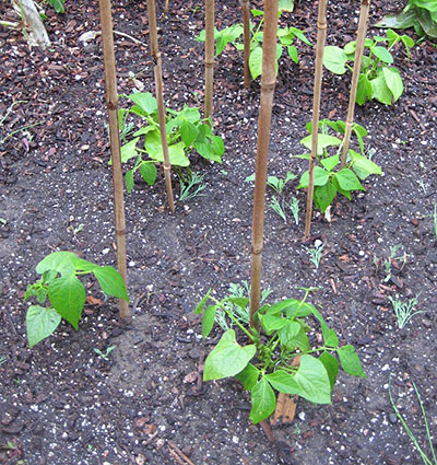 como plantar vagem e fazer tutoramento