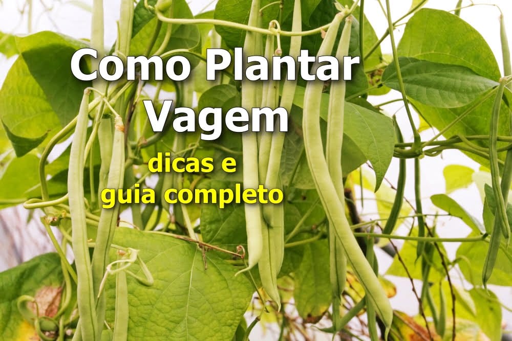 como plantar vagem e fazer tutoramento