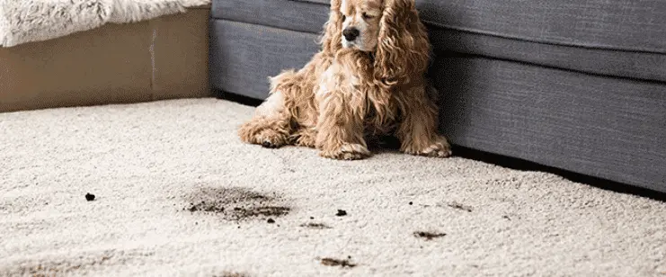 Como limpar tapetes persas em casa