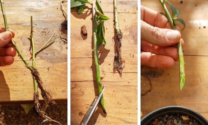 como transplantar mudas sem morrer