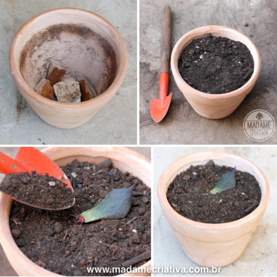 Melhores substratos para mudas