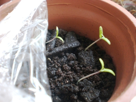 Guia completo de adubação orgânica