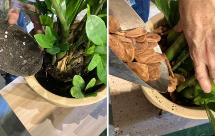 Quando e como replantar em vasos