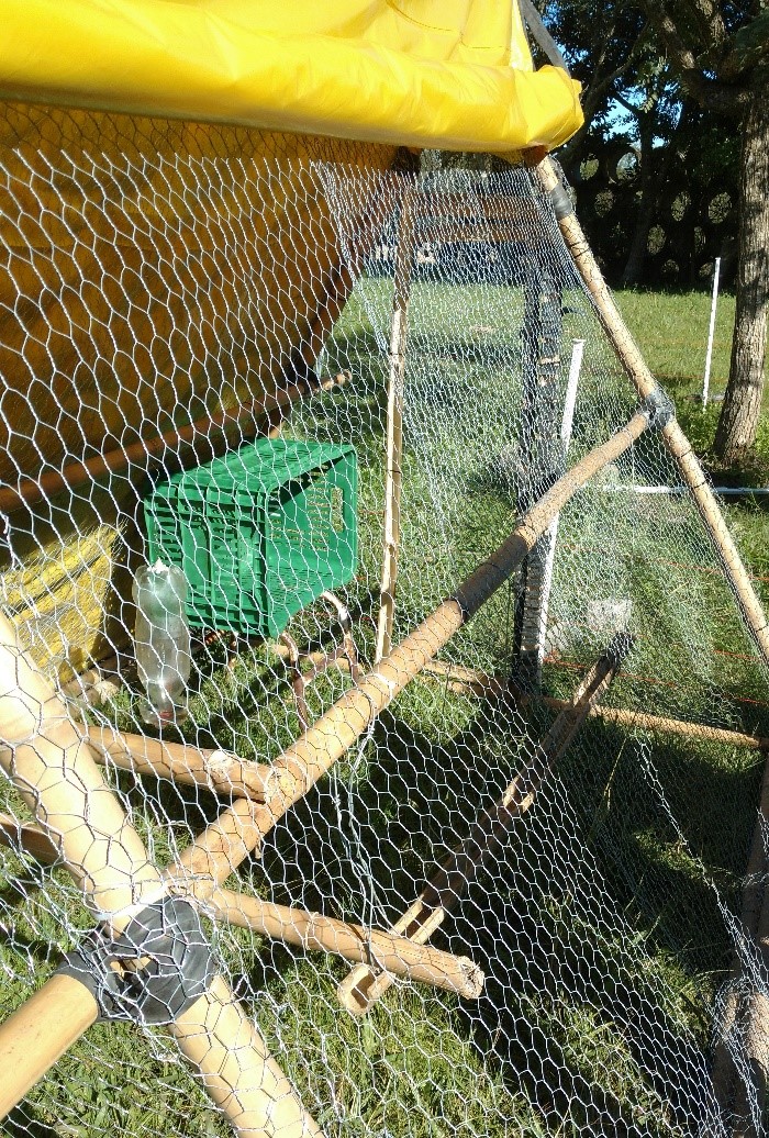 Benefícios da mobilidade para a saúde e bem-estar das galinhas