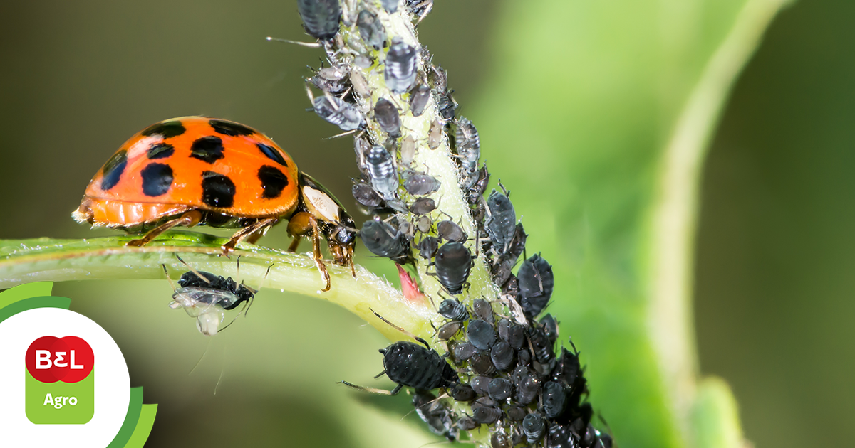 controle biológico de pragas na agronomia