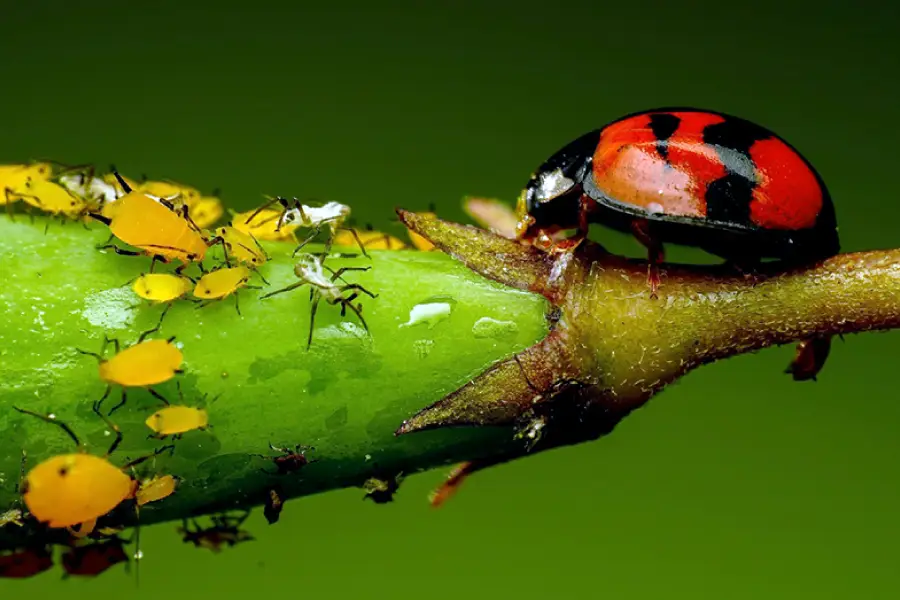 Tipos de Inimigos Naturais no Controle Biológico
