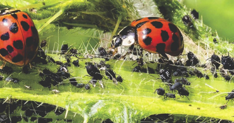 Estudos de Caso de Sucesso em Controle Biológico