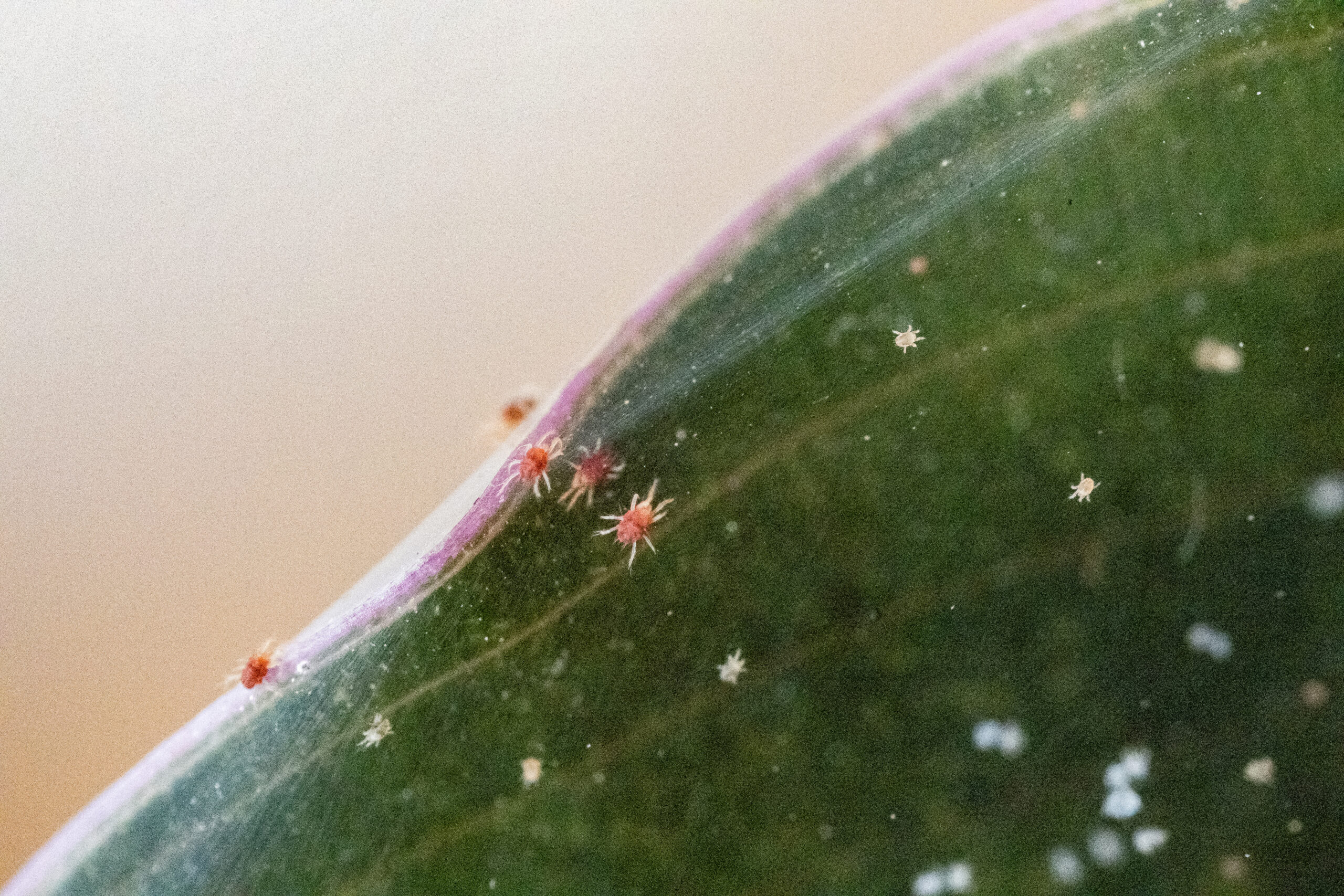 Receitas Caseiras Eficazes Contra o Ácaro Vermelho: Guia Completo