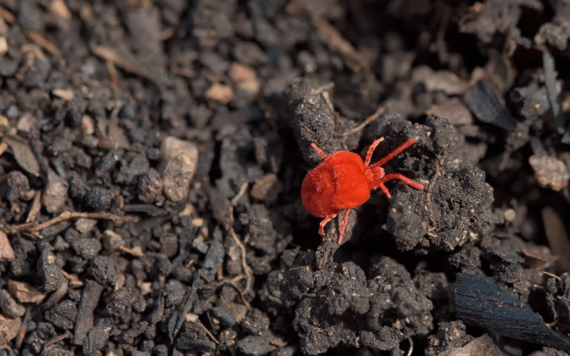 Forth Mata Ácaro e Outros Produtos: Quando Usar o Controle Químico?