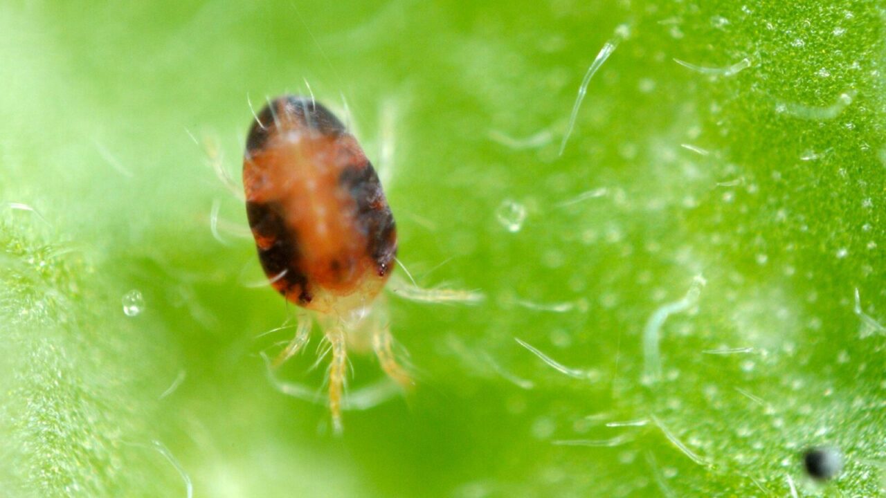 Identificação e Ciclo de Vida do Ácaro Vermelho: O Que Você Precisa Saber