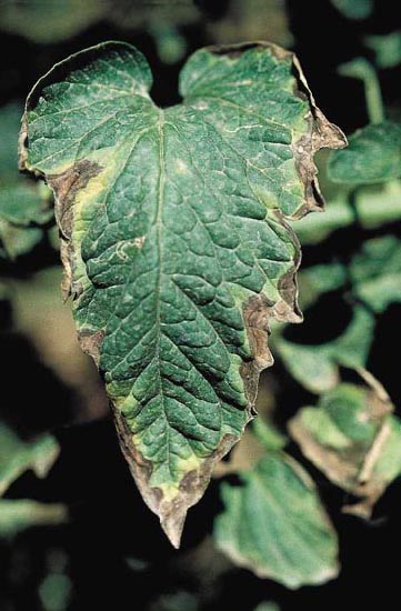 Como identificar cancro bacteriano em tomateiros