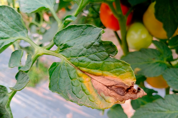 Uso de Bacillus subtilis no controle de doenças bacterianas