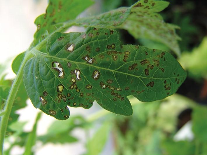 Guia completo de controle de murcha bacteriana em eucalipto