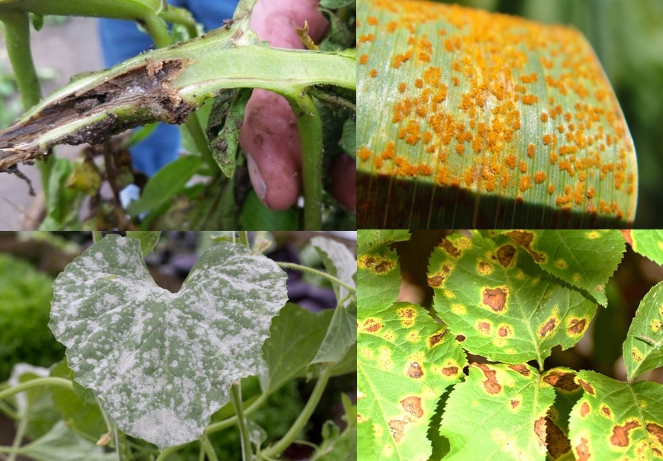 Uso de Bacillus subtilis no controle de doenças bacterianas