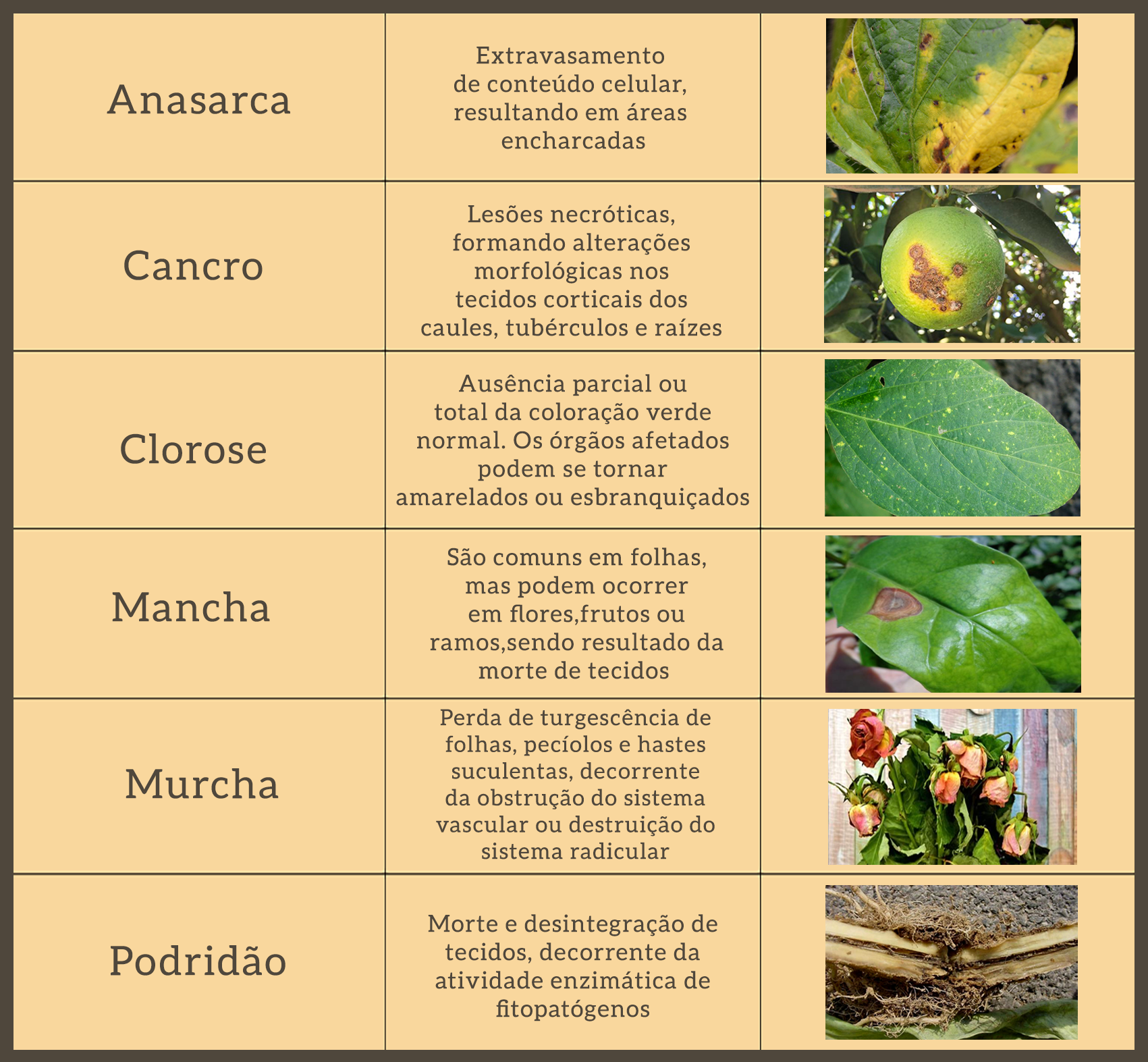 controle de doenças bacterianas nas plantas