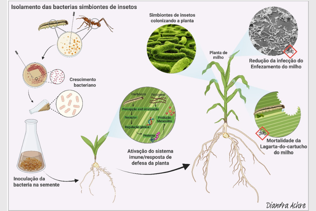 Como identificar cancro bacteriano em tomateiros