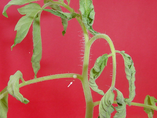 Guia completo de controle de murcha bacteriana em eucalipto