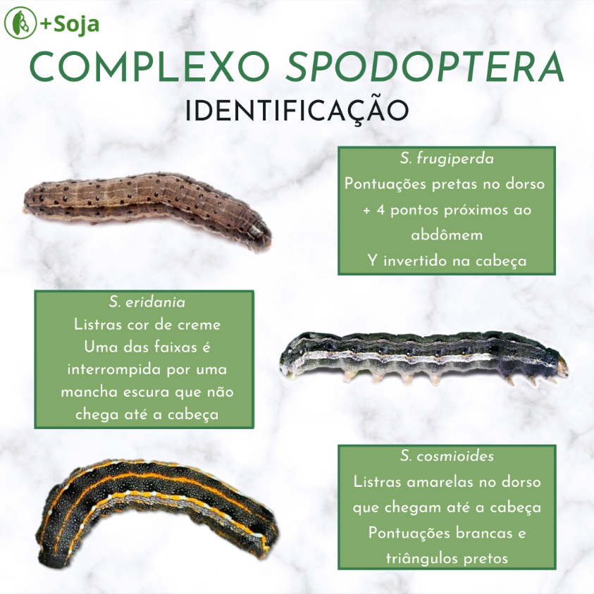 controle de lagarta da soja na horta