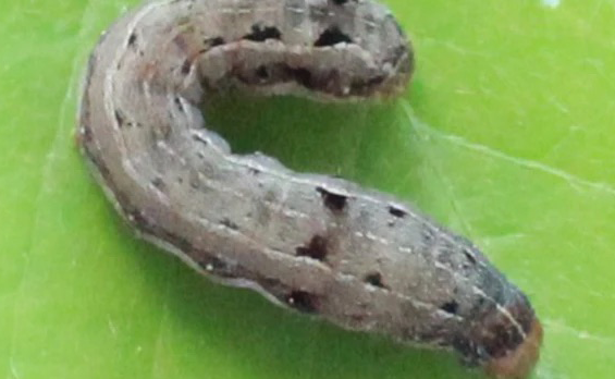 5 Métodos de Controle de Lagartas em Horta Caseira